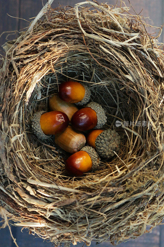 野鸟巢的特写图像，普通画眉(Turdus merula)包含橡子，木纹背景，高架视图